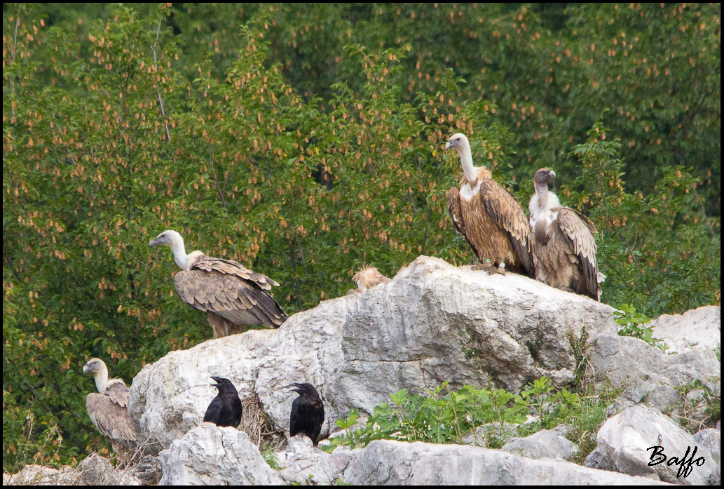 Finalmente i grifoni!